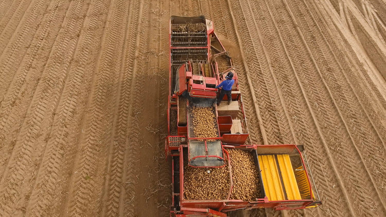 potato harvest